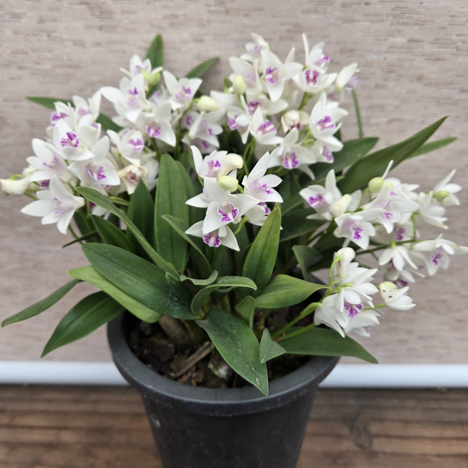 흰색 핑크 긴기아난 향기 좋은 화분 식물, 1개, 랜덤