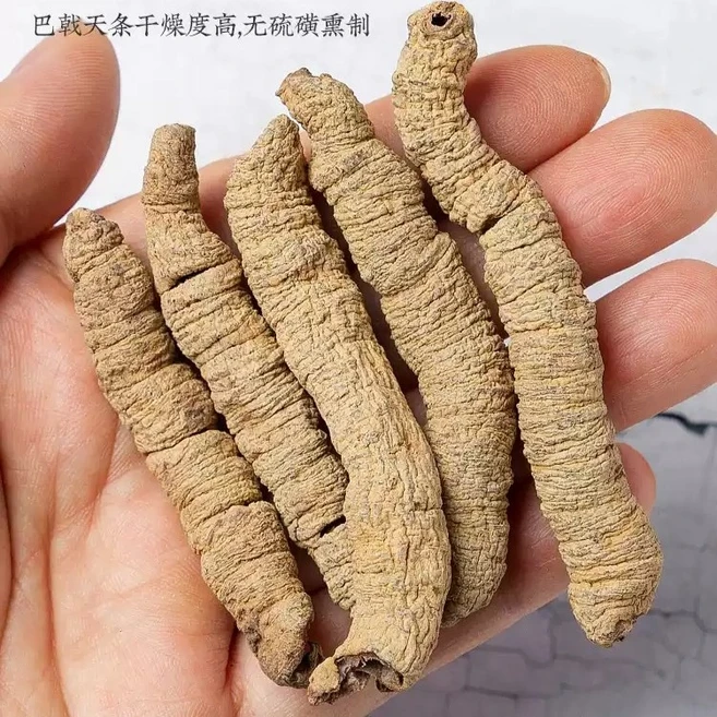 야생 파극천 뿌리 남성 활력 모린다 한약재 야생천하 JK4, 140g, 1개 - 쿠팡