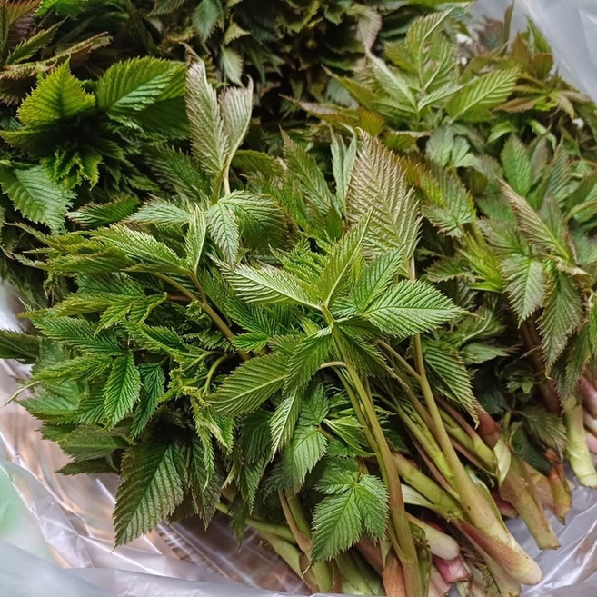 [제니네 제철과일] 산지직송 강원도 눈개승마 삼나물 봄나물, 2kg, 1개, 2L