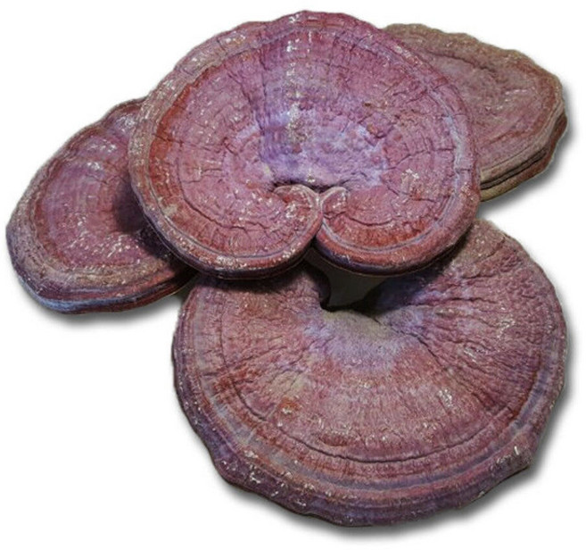 동의한약나라 영지버섯 중국, 1kg, 1개