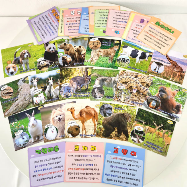 제트피규어 36종 동물 카드 사진 아기 어린이 낱말 단어 양면, 1개