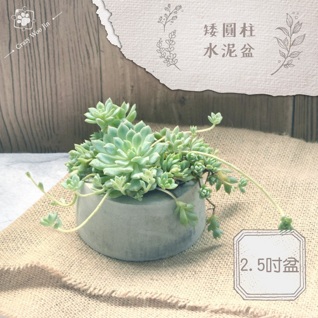 Crazy Woo Jin 矮圓柱水泥盆 2.5吋盆 多肉植物盆栽, 1個