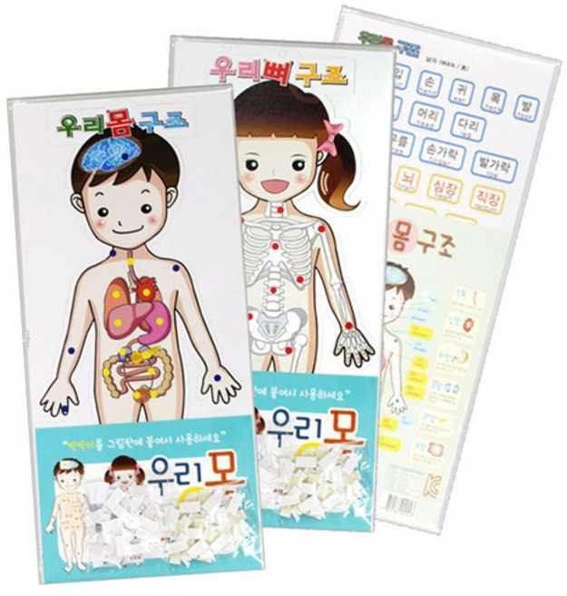 우리몸 우리뼈구조SET(1번) 우리몸 우리뼈 내장구조SET(2번), 우리몸 우리뼈구조SET①