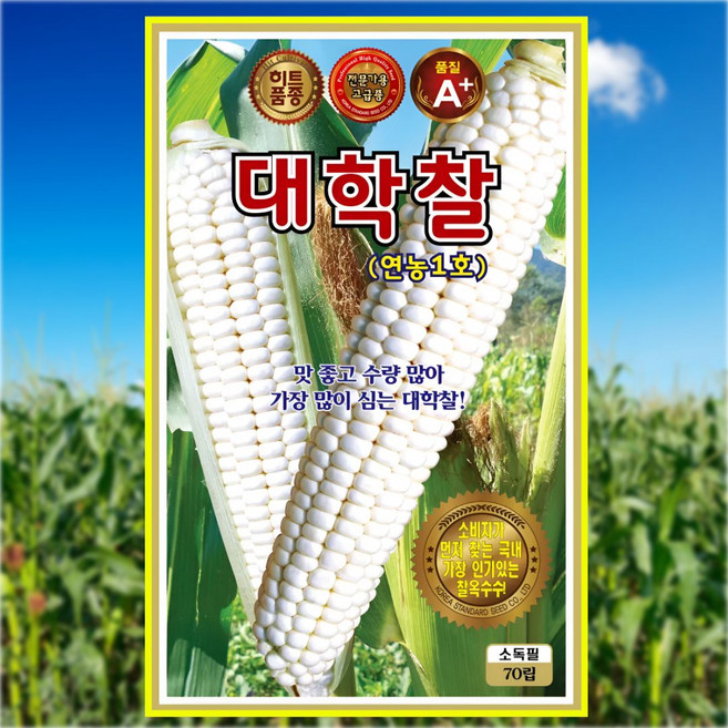 대학찰 연농1호 70립 맛좋고 수량많아 가장 많이 심는 대학찰옥수수씨앗 전문가용 고급종, 1개