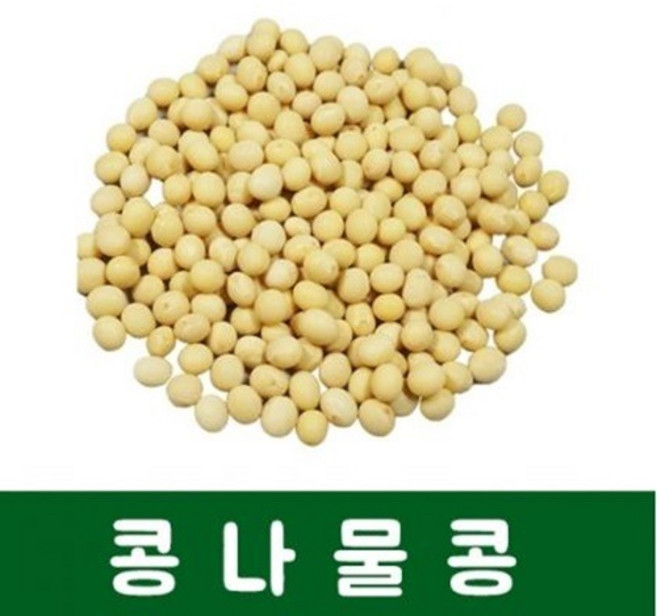 콩나물콩(100g)