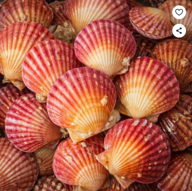 [최상급원물] 통영 당일조업 비단 홍가리비, 1박스, 5kg