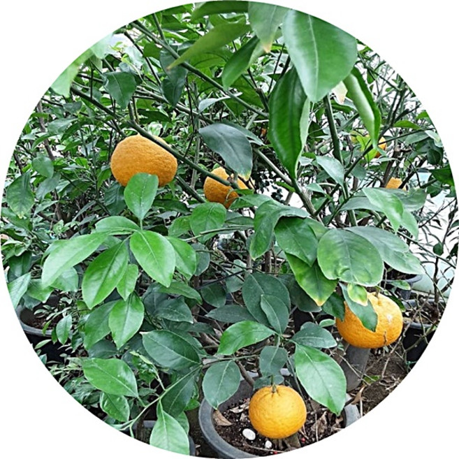 하귤나무/Citrus natsudaidai Hayata/여름귤나무/황금하귤/묘목/대품/화분선물/애완식물/플랜테리어/유실수
