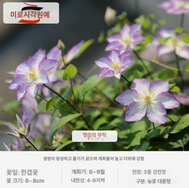 식물 넝쿨 지지대 장미 오벨리스크 나팔꽃 철제, 화분에 심으면 좋다, 럭키 참 클레마티스 대형 모종/2호 화분 포함