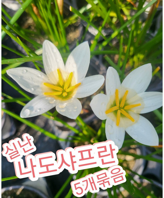 실난-나도샤프란 5개묶음/ 꽃말은 즐거움 지나간 행복, 5개