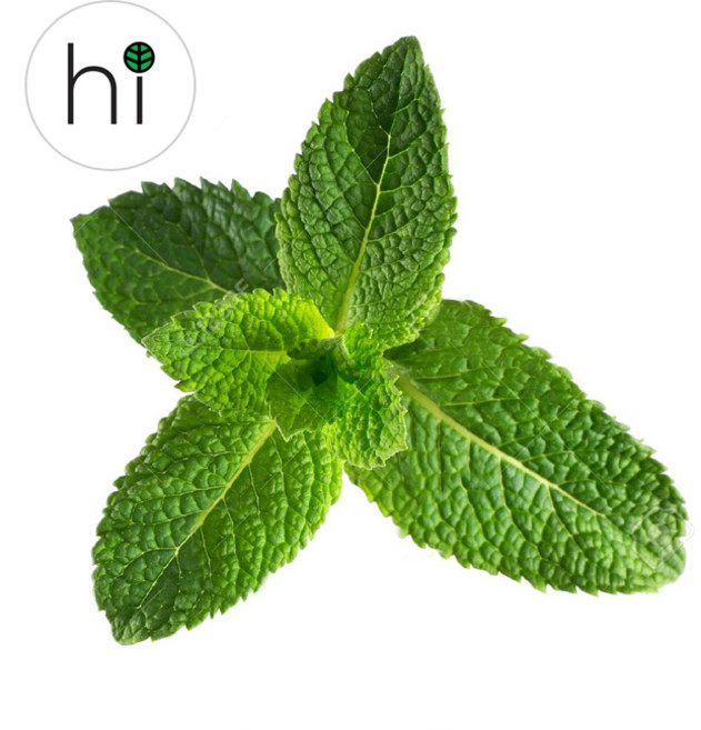 [허브아이] 스피아민트 허브 생잎 100g 큰잎, 큰잎 100g, 1개