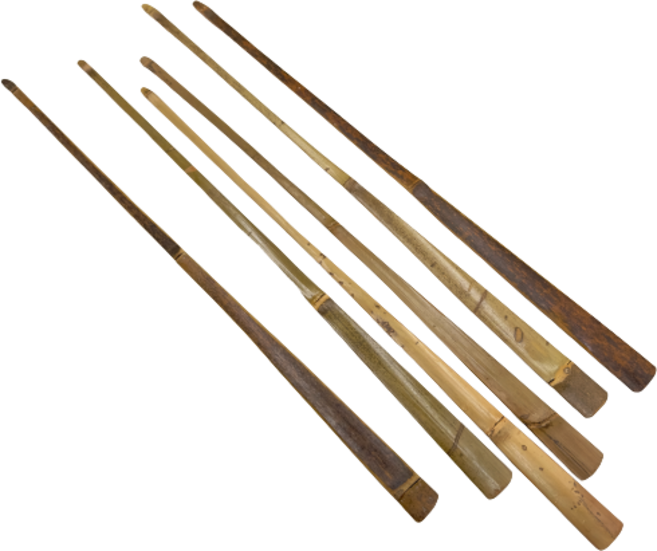 장구채 일반 열채, 1개