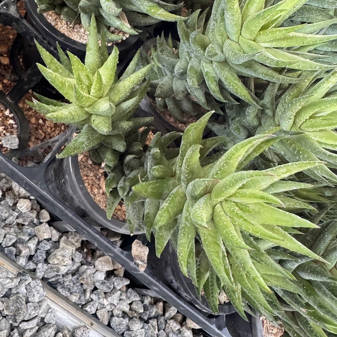 공룡발톱 하월시아 다육이 플랜테리어 홈가드닝