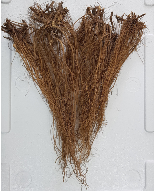 향짙은 겨울 야관문뿌리 건재 500g, 1세트, 1세트