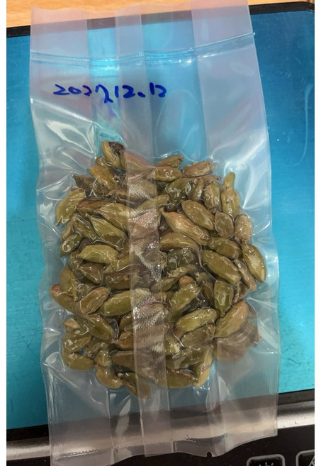 印度綠豆蔻 20g 儀式用
