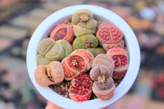 3-4년생 리톱스모듬 희귀다육이 말발굽 선인장 미니화분 반려식물, 1개, 3-4년생 리톱스모듬 흰색플분