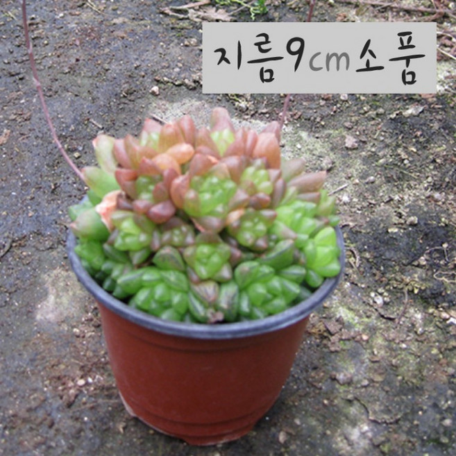 옵튜샤 (옵투샤 하월시아) 지름 9cm 소품 다육화분 (상토와 마사만사용), 상세페이지 참조, 1개