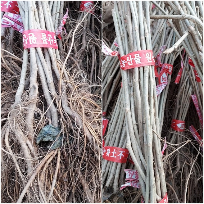 오가피나무묘목 토종오가피나무묘목 1년생 5주 판매 수성조경농원, 5개, .