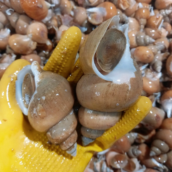 [당일조업] 산소포장 구룡포 자연산 활골뱅이 백골뱅이 백고동, 1세트, 생물 백고동  소(40~50미) 1kg