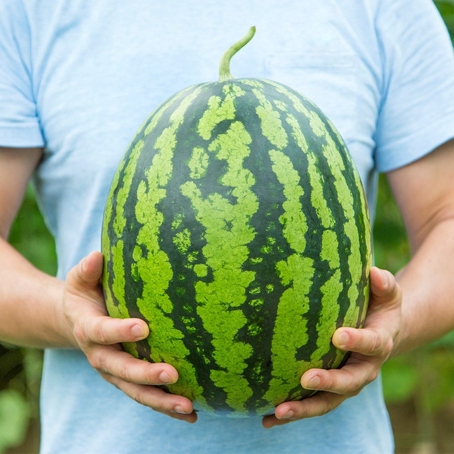 당도보장 꿀 수박 무등산 고령 함안 고창, 4kg내외, 1개