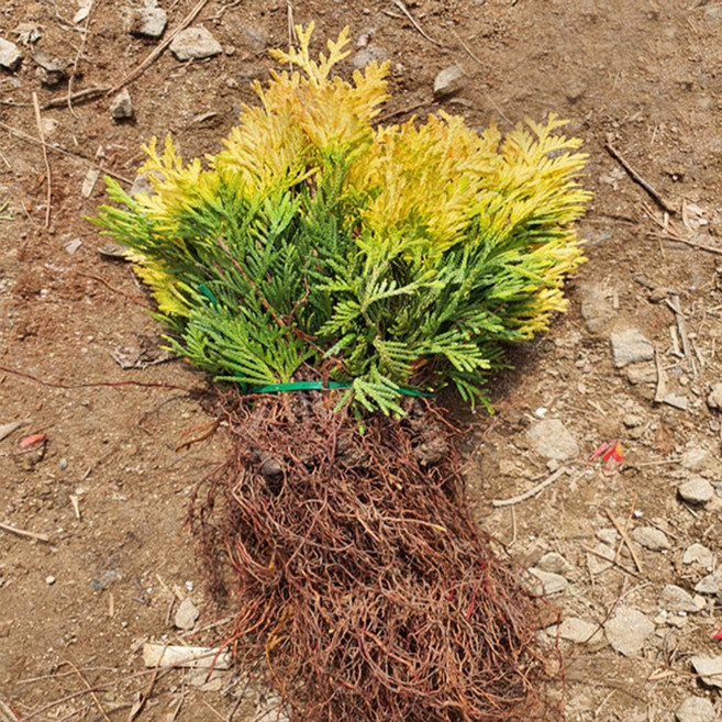 충주원예조경 / 에메랄드골드 / 삽목2년 / 1등묘, 1개