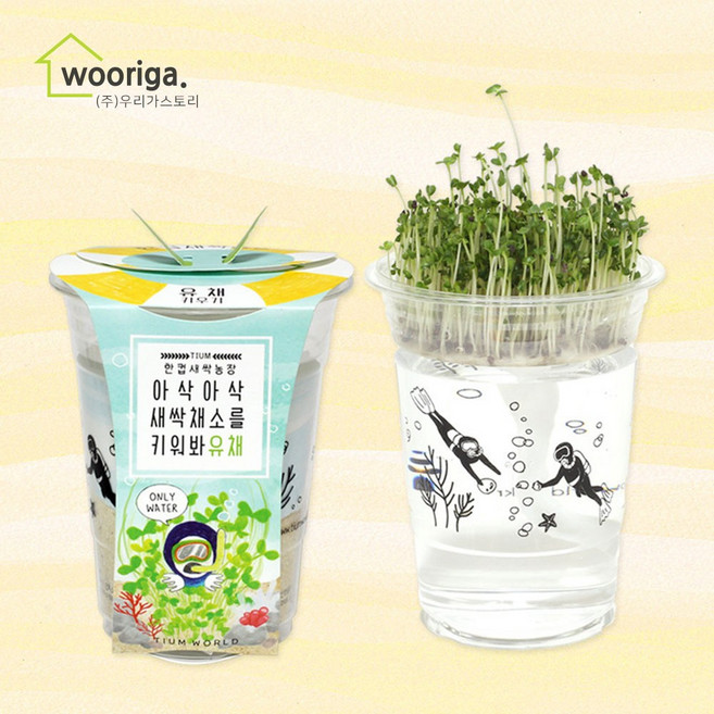 우리가스토리 미니화분키우기 꽃 화초 공기정화식물 새싹 허브 텃밭 화분, 1개, 한컵새싹농장_유채