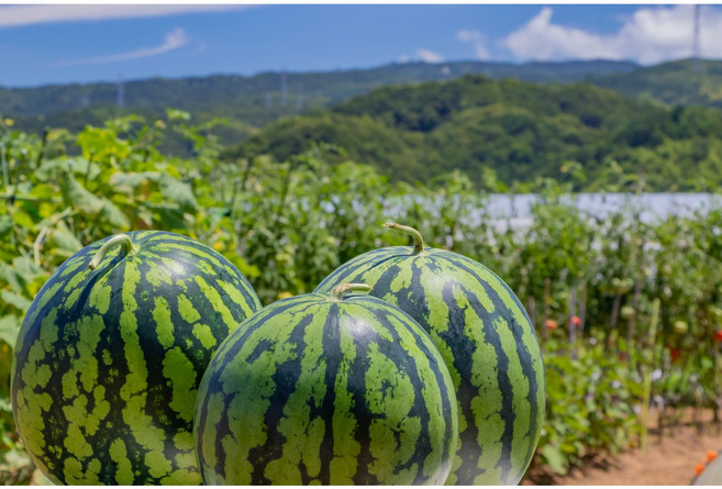 [노마진특가] 고당도 수박 꿀즙뚝뚝 산지직송, 1박스, 고당도) 3kg
