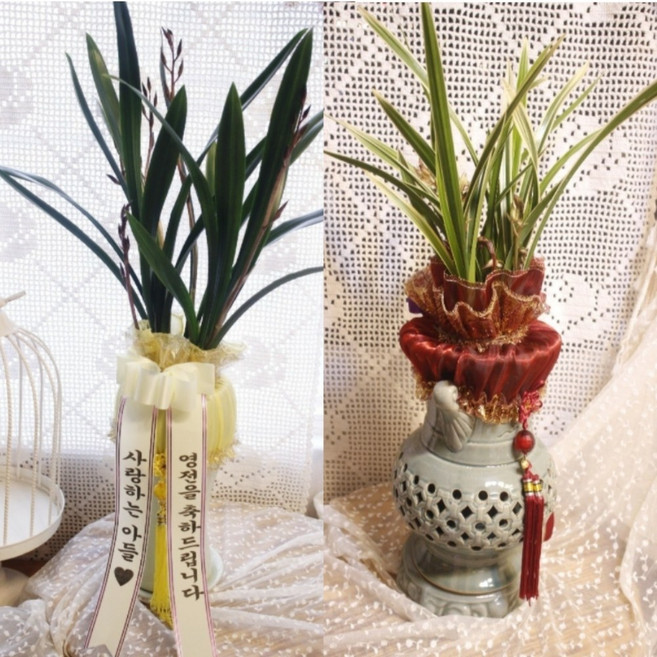 동양난 동양란 키우기 물주기 쉬운 화분 배달, 동양난 기본화분 (80cm~100cm), 1개