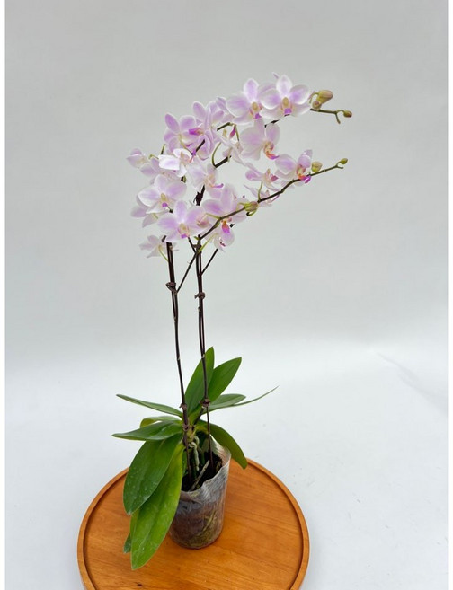 미니호접란 잔설 고급서양란 쌍대 플랜테리어 제이팜, 1개