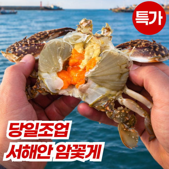 서해안 생물 제철 알배기 봄 암꽃게 활꽃게, 1박스, 1kg