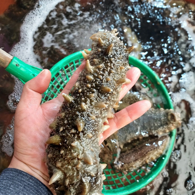 거제 자연산 참해삼 500g 해녀 당일조업 산지직송 홍 해삼, 1개, 참해삼 500g(2-7미)