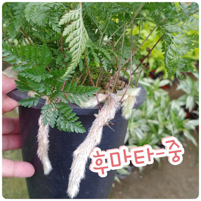 꽃나라엘리스 후마타-중-상록넉줄고사리 넉줄고사리 후마타고사리 고양이발톱고사리, 1개