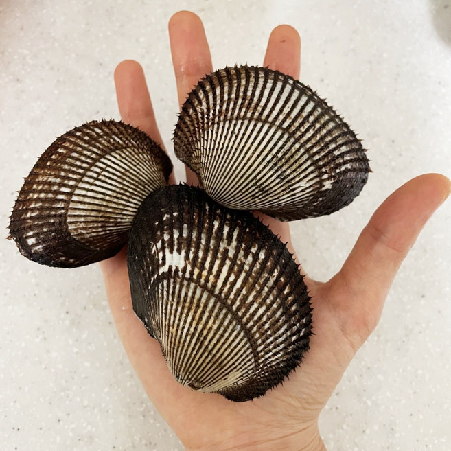 국내 남해안 제철 피꼬막 3kg 당일조업 쫄깃 통통 피조개, 1개, 3kg 45~60미내외