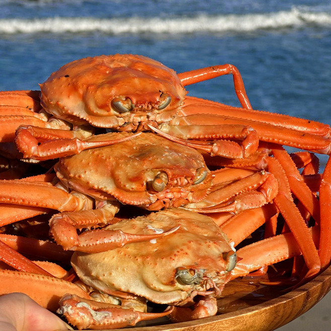 국산 제철 연지홍게 자숙 붉은 대게 포항 구룡포 3kg 5kg, 1개, [70%가성비] 연지홍게 5kg