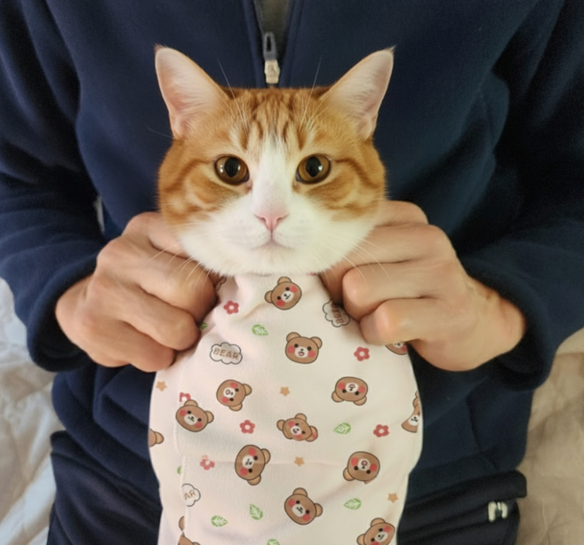 동동우주 고양이 요술담요 반려동물 할큄방지 그루밍랩 활동 고정 케어용 접착담요, 곰돌이