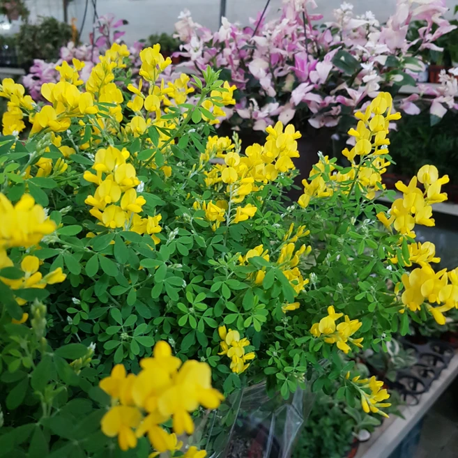 [용이네 화원] 애니시다 (2개배송) (1+1) 10cm화분 139 농원 게발 장미 금전수 허브 장미, 2개, 노랑 - 쿠팡