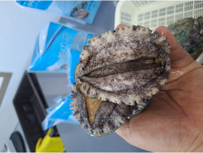 건강의섬 완도 활 전복 9-10미 1kg (산소포장), 10개, 대전복 9-10미 1kg 산소포장