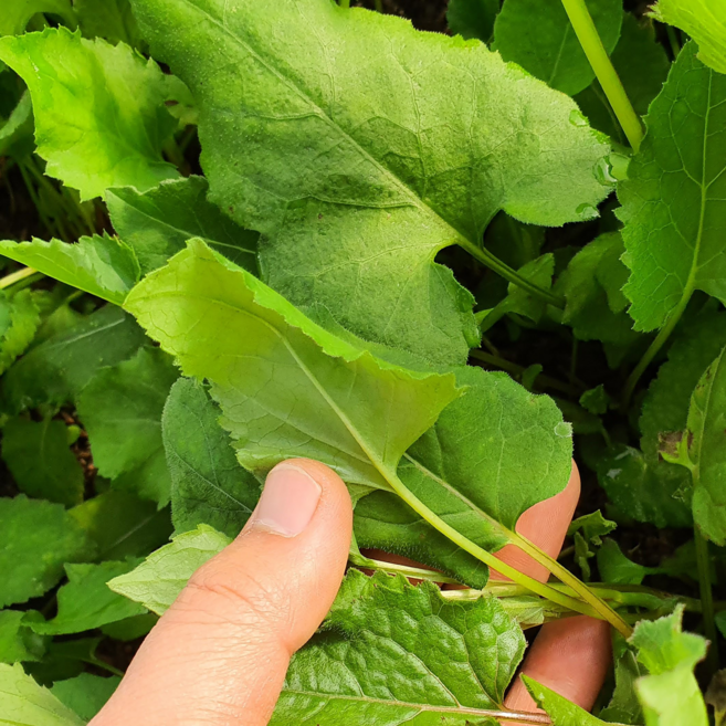 [봄나물특가] 청정재배 제철 국산100% 생 취나물, 1개, 2kg