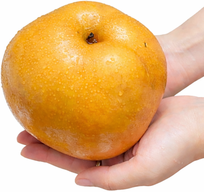 선물의품격 15brix프리미엄 나주 신고 배, 1박스, 5kg(가정용 8-10과)