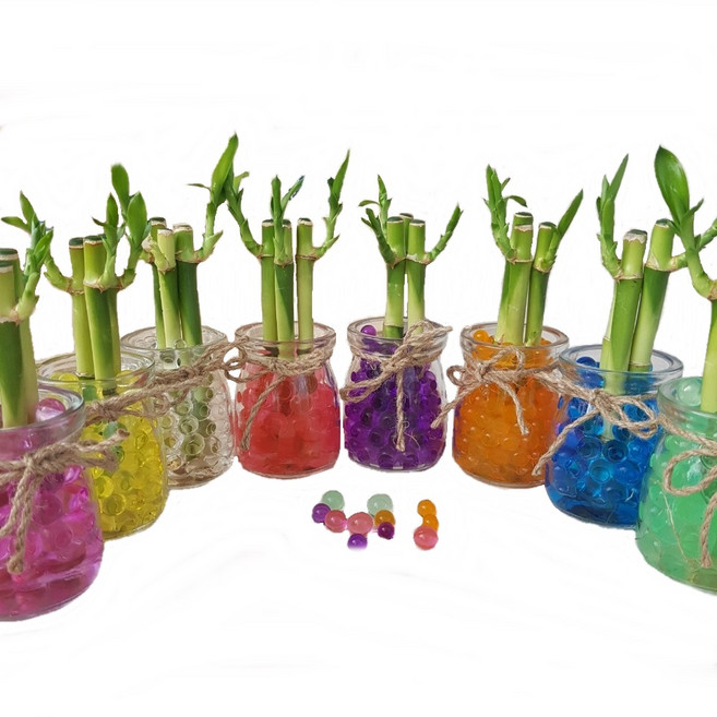 트리앤 1+1 푸딩병 개운죽 / 단지(1개) 아이비식물 테이블야자 천냥금 행운목 산데리아 홍콩야자 수경식물 수경재배, 26. 1+1 푸딩병 젤리(초록) 1개, 1개