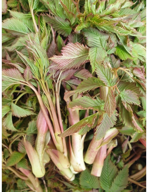 울릉도 눈개승마 삼나물 [자연산], 1개