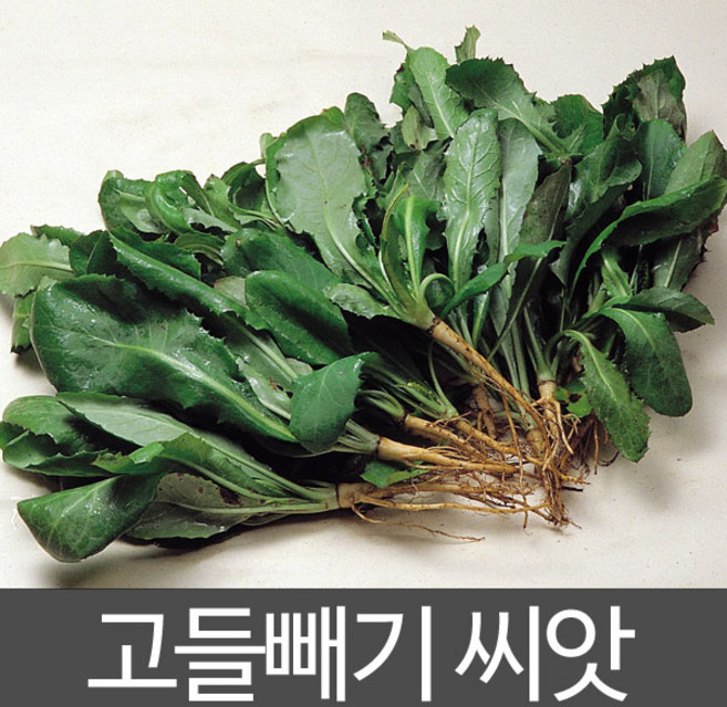 고들빼기 씨앗 고들빼기씨 종자 토종 재래종 3000알