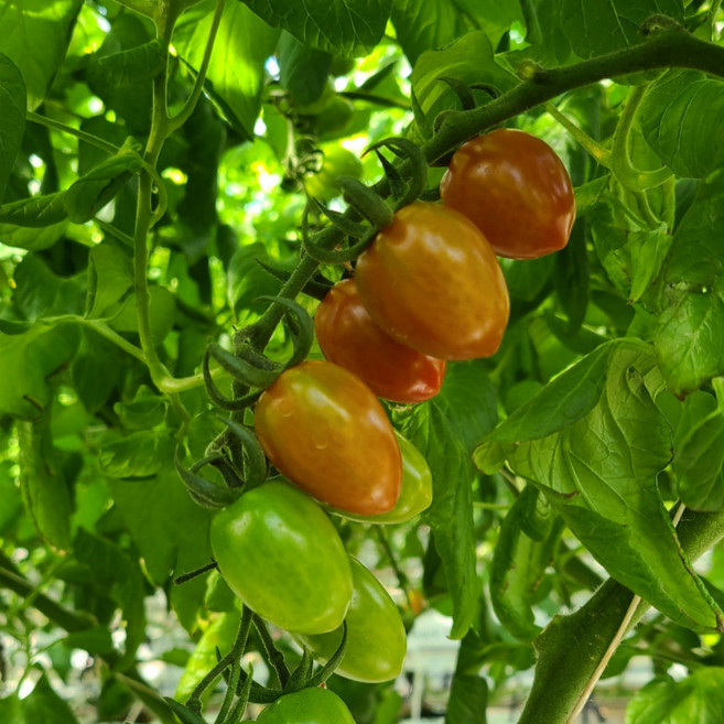 고당도 스테비아 방울 토마토 대추토마토 당일산지발송, 1개, 1.5kg