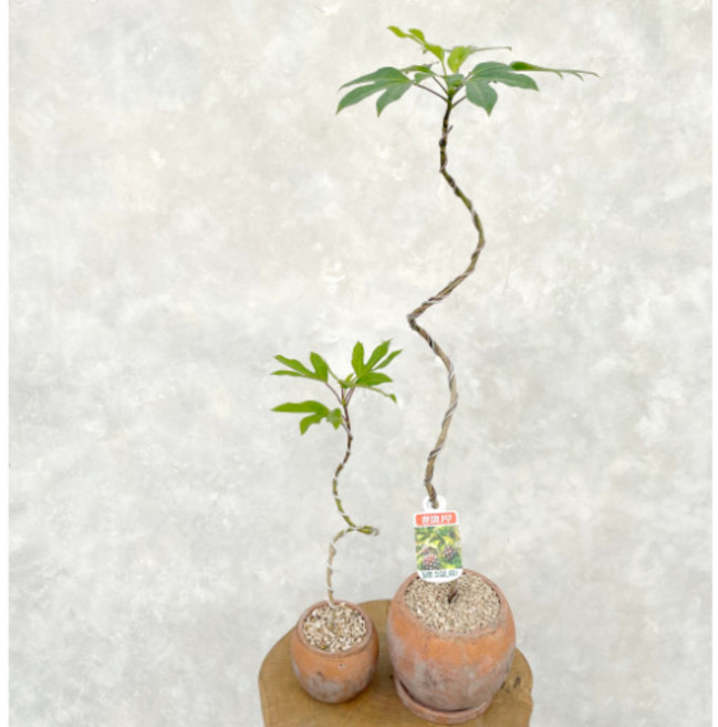 황칠나무 키우기 S자 수형 선이 고운 거실 인테리어 실내 화초 식물 카페 개업축하 화분, 소품 S자 황칠나무 (플라스틱기본포트), 1개