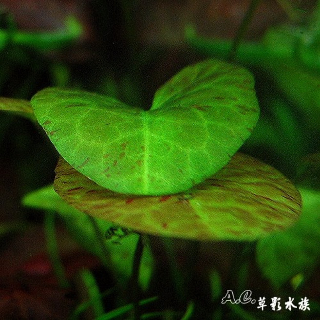 AC草影 四色睡蓮 陽性水草 紅色水草 主景草, 1個, 小可愛睡蓮