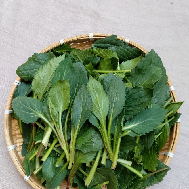 울릉도 부지갱이 부지깽이나물 쑥부쟁이 울릉도나물 생나물 취나물, 1kg, 1박스