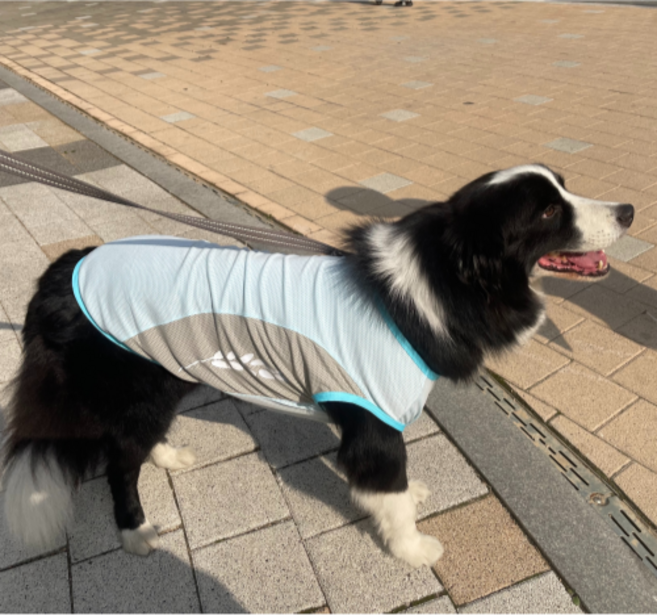 큐앤캐롯 반려동물 자외선차단 고급 배색 쿨조끼, 블루, 1개