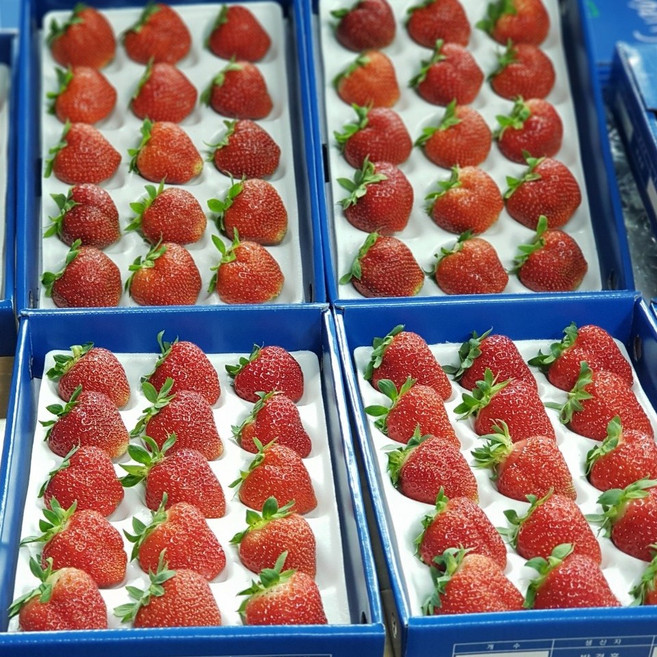 대관령여름딸기2팩 여름딸기15과2팩구성, 2팩, 15과 300g*2