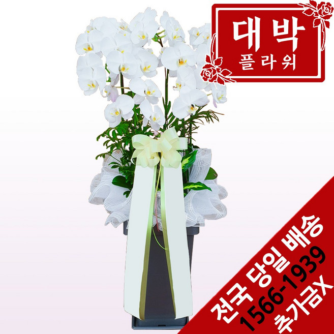 대박플라워 화이트호접 서양란 승진선물 취임란 영전 이전 개업선물 부모님선물 꽃배달, 1개