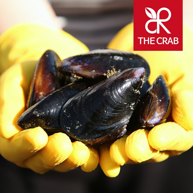 제철 통영 여수 홍합 손질 세척 다듬이 홍합탕, 1개, 5kg