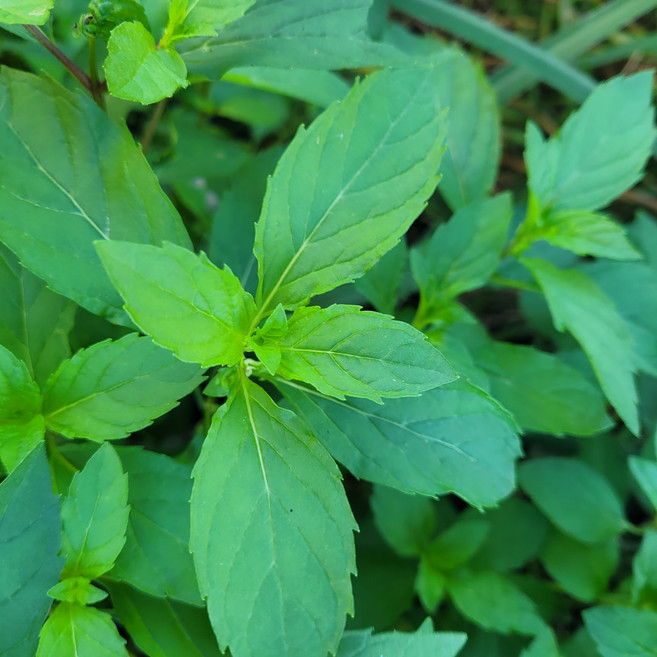 민트 생잎 생박하 500g bac ha Fresh Mint 한정판매, 1박스